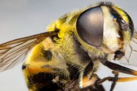 Today, something totally different. I must admit, it looks like I’m addicted to shoot insects at the moment. But isn’t it amazing, how much you can see with a camera […]